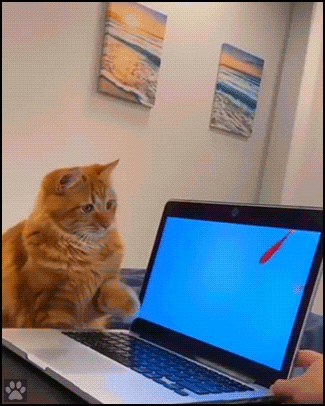 Funny Cat GIF • Hilarious ginger cat trying to catch the fishy but messing up and ruining the laptop!