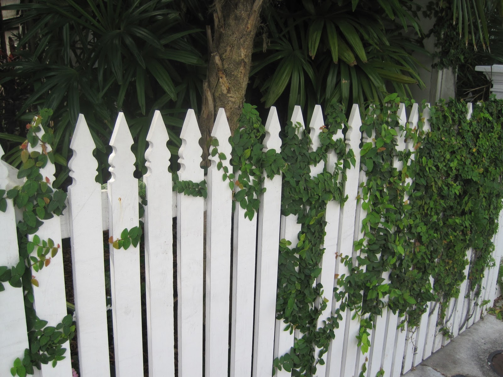 Pretty Old Houses Picket Fences of Key West