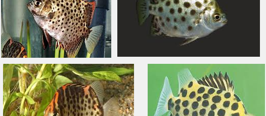 Ini Dia Ikan Hias Ruby Scat yang Cantik Serta Mudah Pemeliharaannya