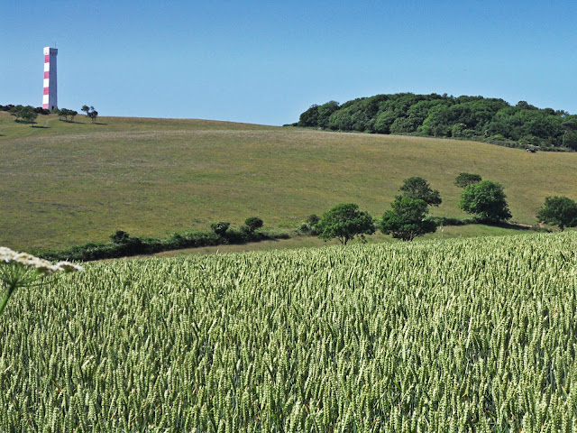 Green fields leading up to Gribbin Head, Cornwall