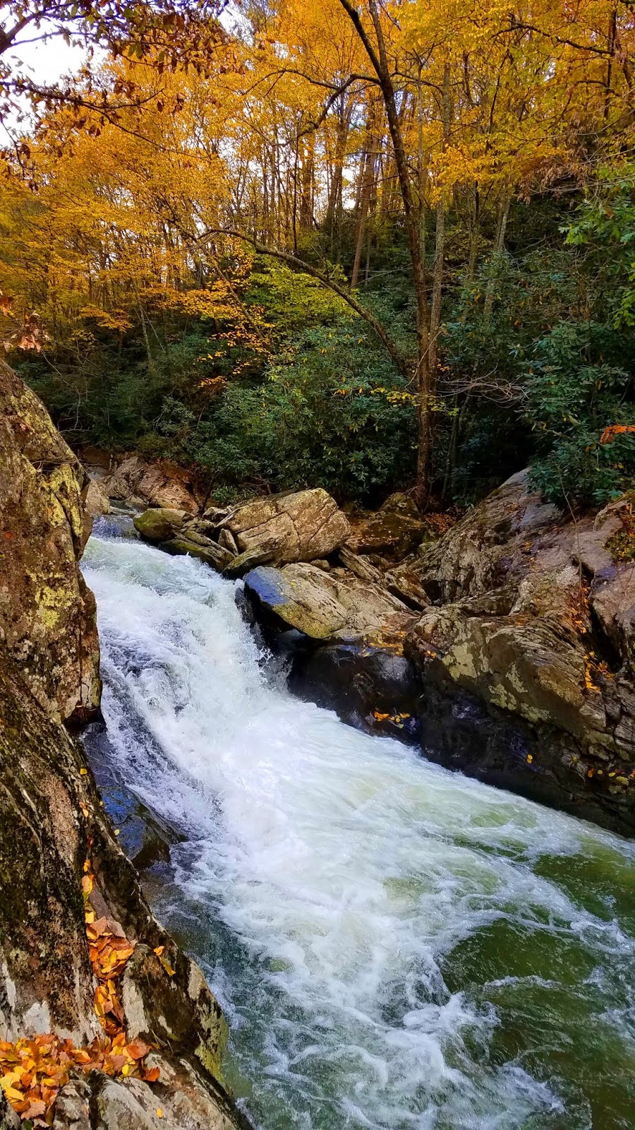 Smoky Scout's Hiking Adventures Bottom Creek Preserve