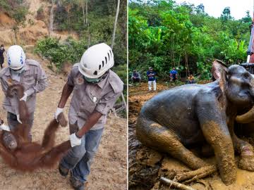 Informe de la ONU dice que la Tierra ha entrado en la 6ª extinción masiva de animales. Hay que detenerla YA Informe de la ONU dice que la Tierra ha entrado en la 6ª extinción masiva de animales. Hay que detenerla YA