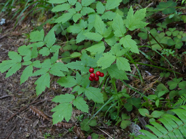 deep reds