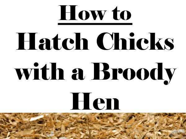 How to Hatch Chicks with a Broody Hen
