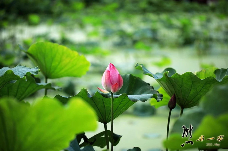 姑娘廟三樹路荷花池|三峽北大蓮花季|三峽北大私房賞花景點