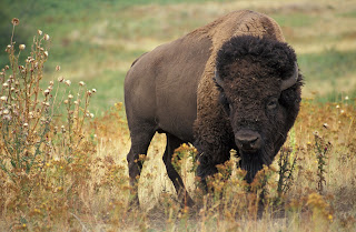 Amerika bizonu (Bison bison)