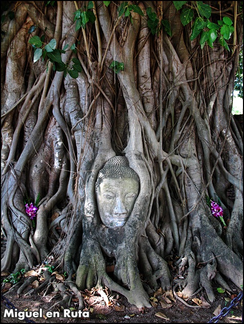 Buda-entre-raíces-en-Ayutthaya