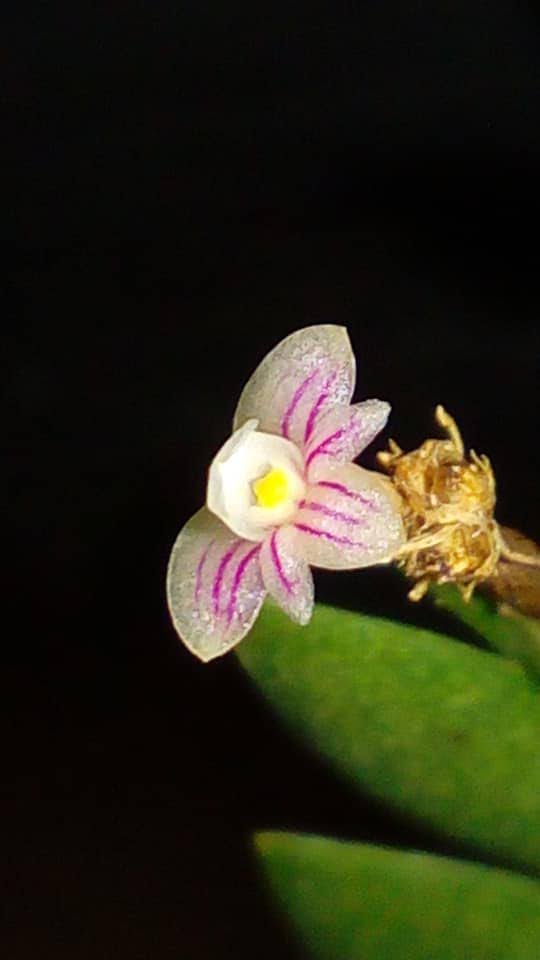 Dendrobium aloifolium
