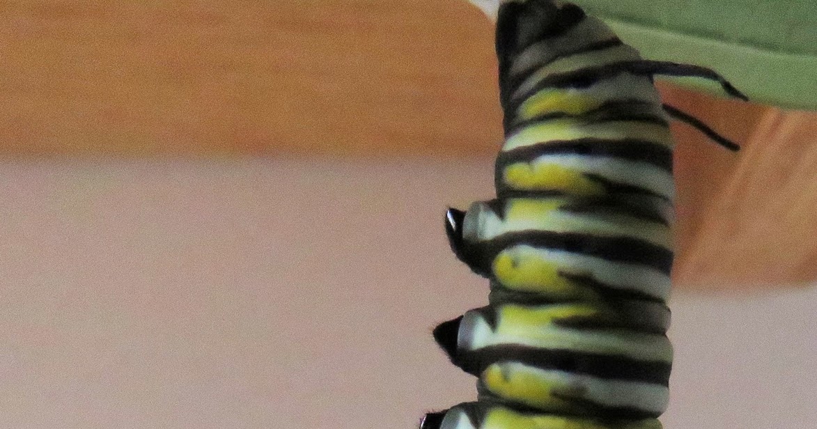 CHRYSALIS