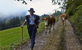 صور رائعة لكيفية صنع الجبنة السويسرية!