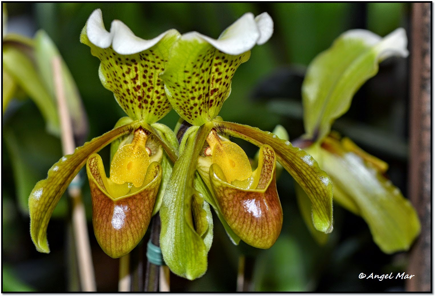 Orquídeas Blog de Angel Mar: Paphiopedilum: Cuidados básicos de estas  hermosas orquídeas