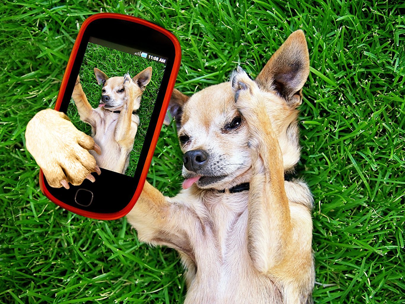Süs Köpeği Cinsleri ve Görselleri Gezilmeye Değer Yerler Seyahat Tur