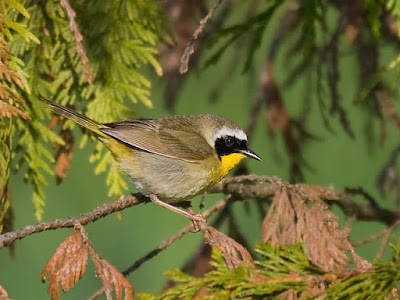 Photo of a Common Yellowthroat on a branch