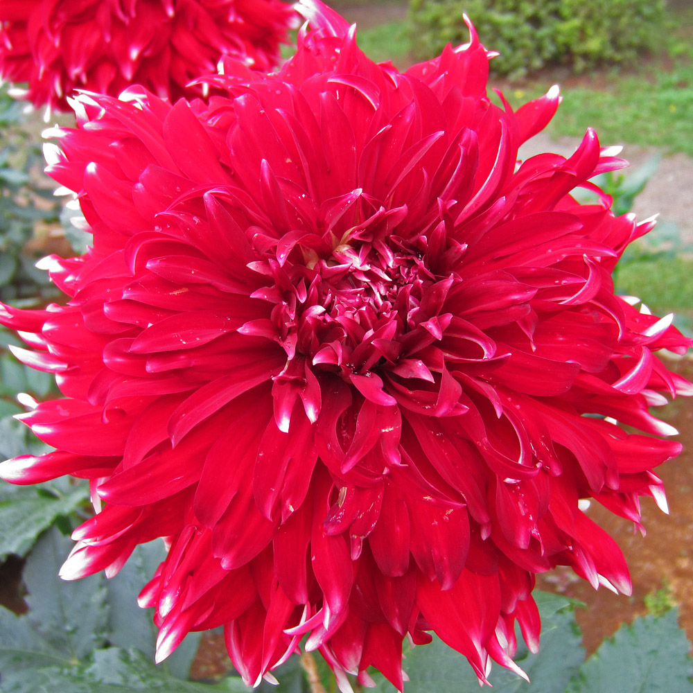Japanese Dahlias at the Jindai Botanical Gardens in Japan