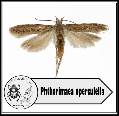 فراشة درنات البطاطس Phthorimaea operculella