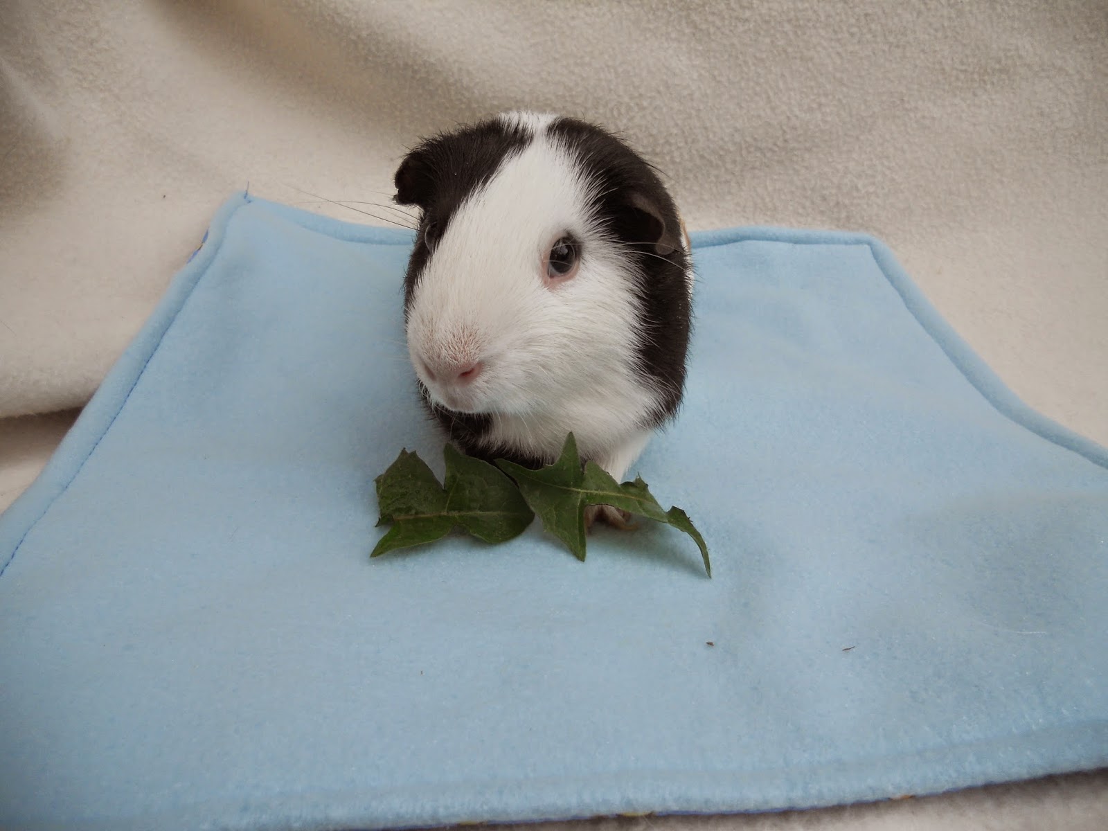 The Sqube Factory Waterproof lap pads