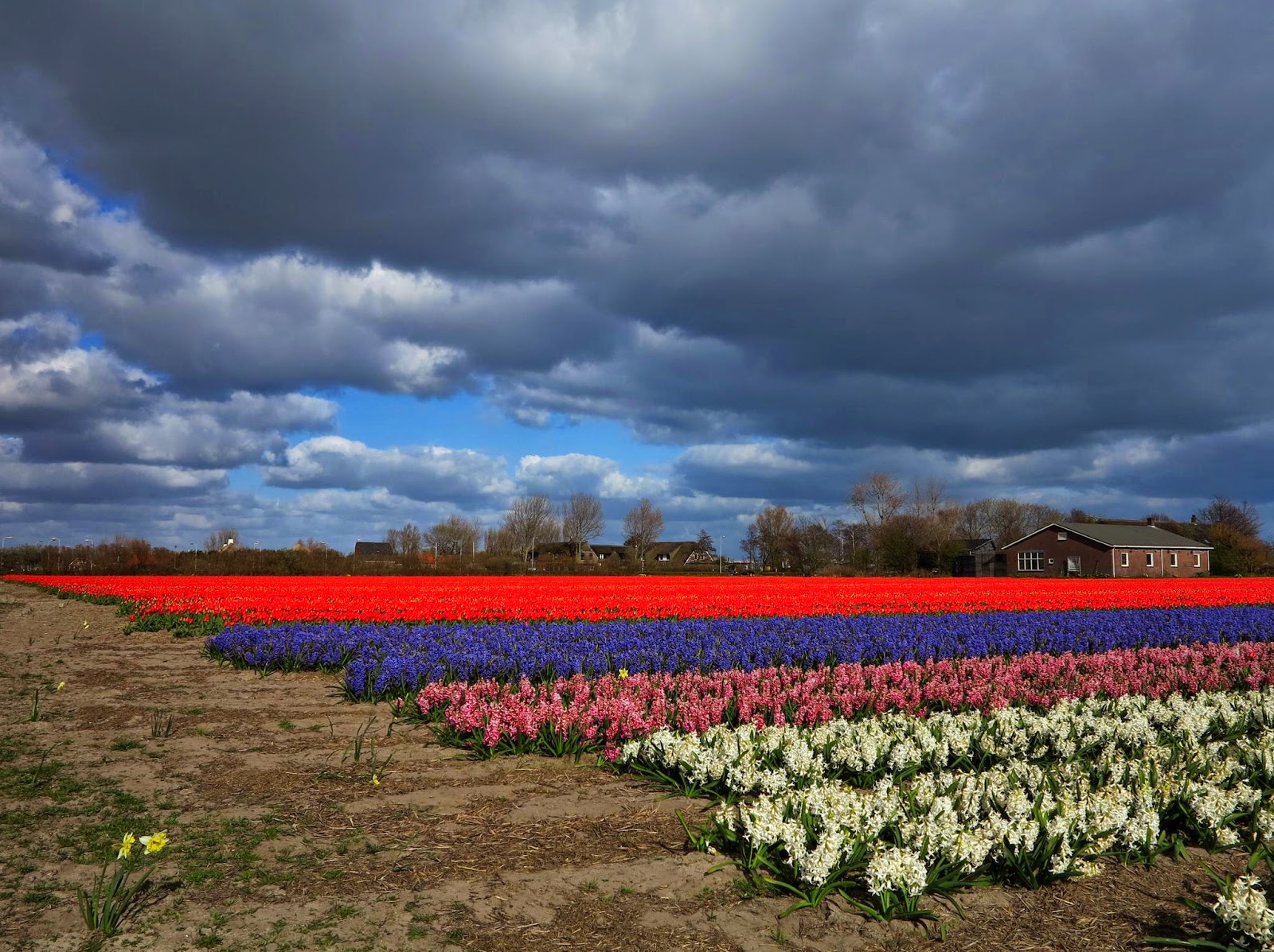 Beauty of spring