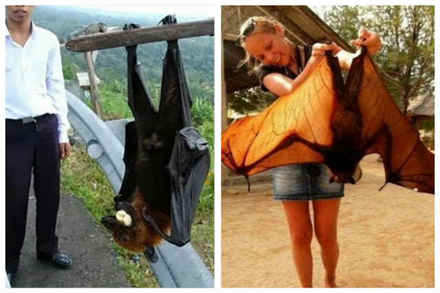 World's largest bat flying fox