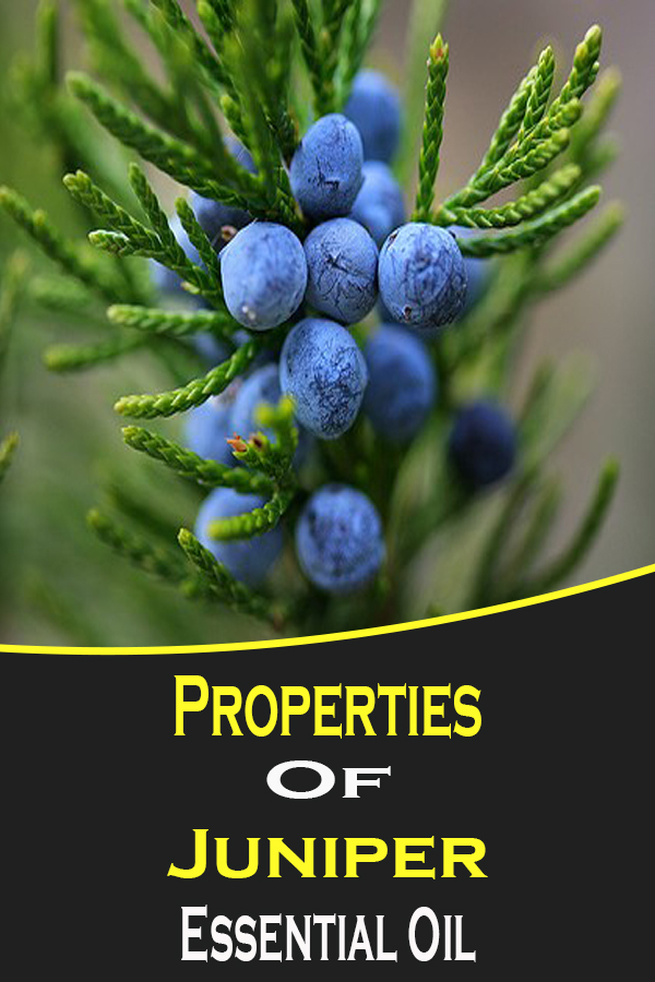 Properties of juniper essential oil