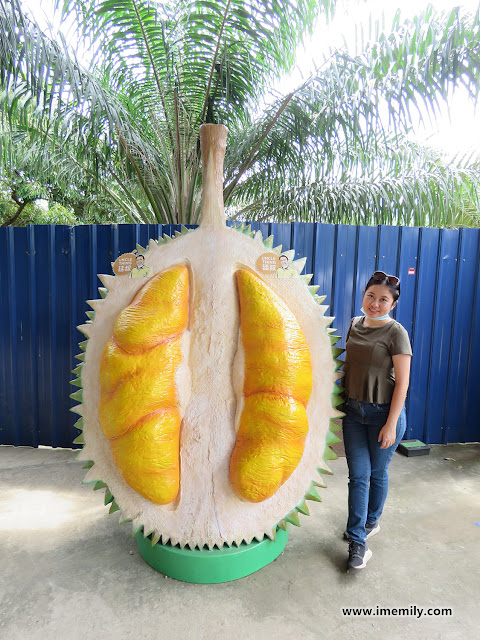 Raub Musang King Durian Trip