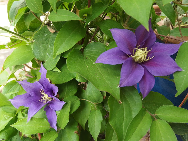 Clematis 'Olympia' in flower 