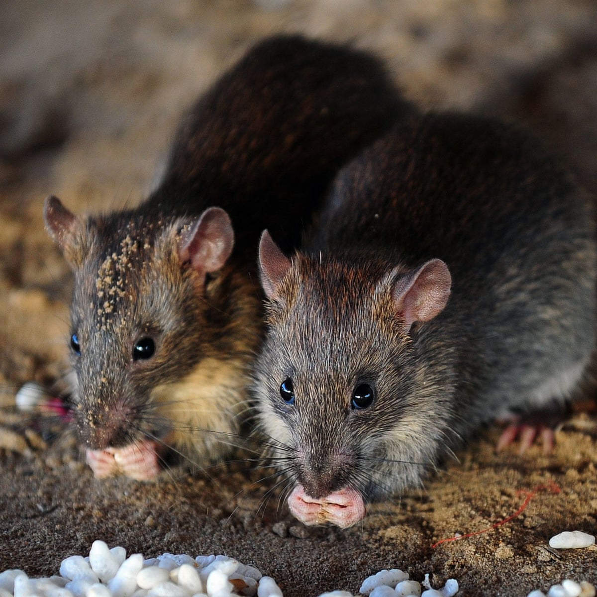 Cat Angel Network Get Rid of Rats HUMANELY and EASILY Without