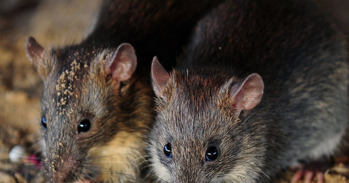 Cat Angel Network Get Rid of Rats HUMANELY and EASILY Without