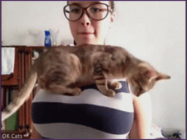 Art Cat GIF • Funny Kitten dancing on big boobs Because Milk! [cat-gifs.com]