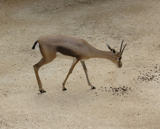 Speke's gazelle (dişi)