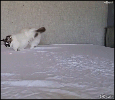 Funny Cat GIF • 'Albert baby Cat' in purrsuit, chasing hard the red dot on bed