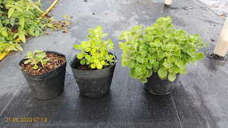 Quá trình phát triển cây sen thơm giâm cành: từ lúc mới giâm cành (cây bên trái), sau 2 tháng giâm cành (cây bên phải)