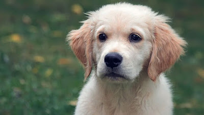 Top 100+ Random Hunting Dog Names Ultimate List 