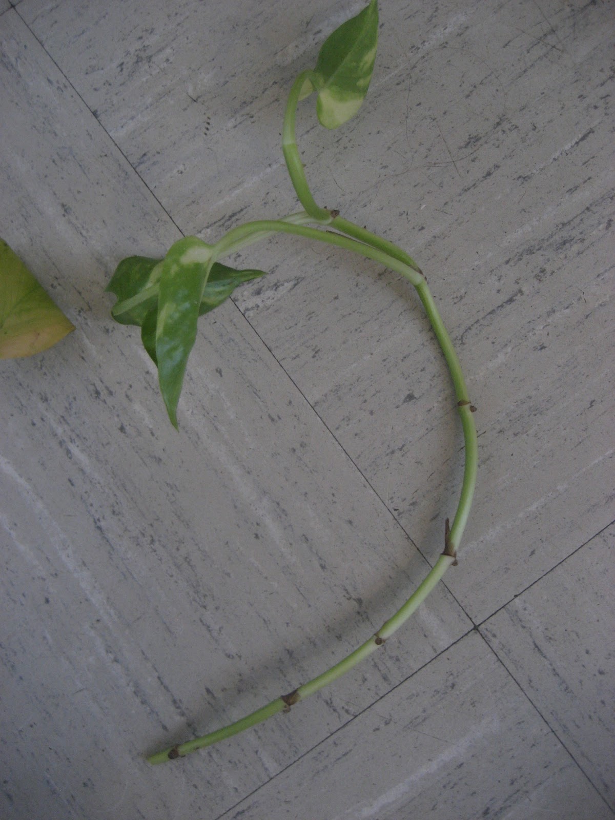 Chuck Does Art Plant Propagation Pothos (Devil�s Ivy)