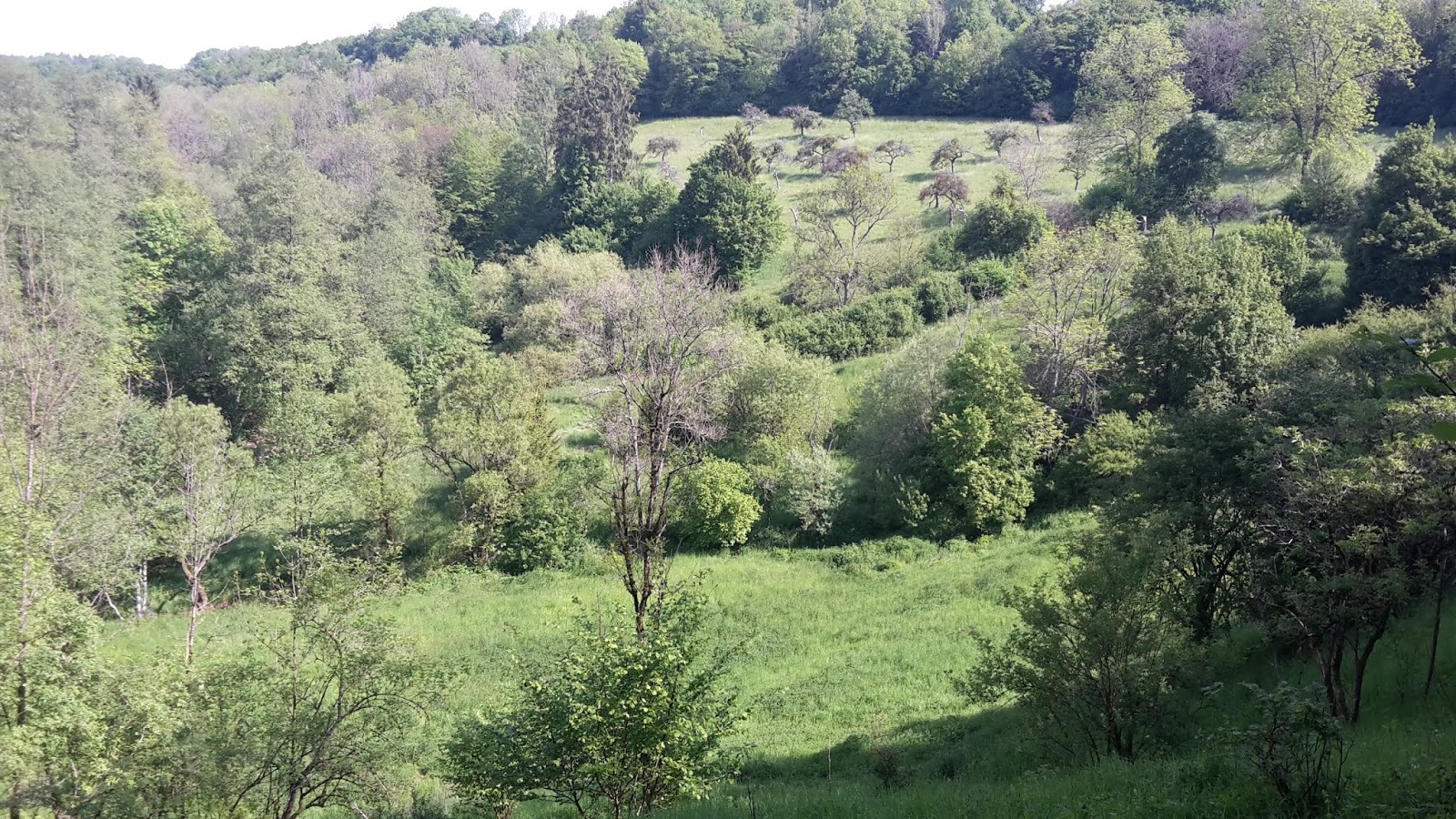 Traumpfad Monrealer Ritterschlag Wandern Eifel Premiumweg