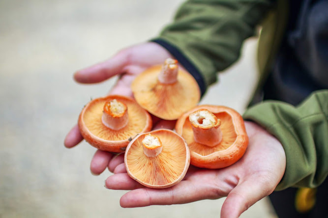 Saffron Milk Cap Mushroom Picking Oberon NSW