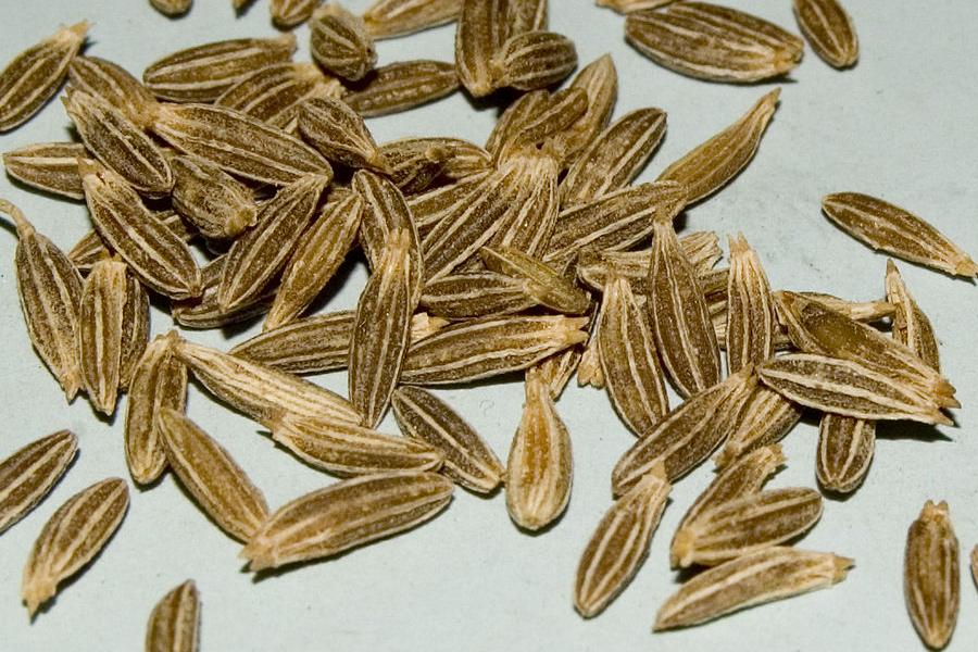Lazy Gardening Cumin Confusion Black Seed, Black Cumin, Kalijiri and
