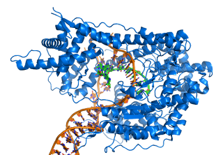 T7 RNA polimeraz (mavi) DNA'dan (turuncu) bir mRNA üretirken.