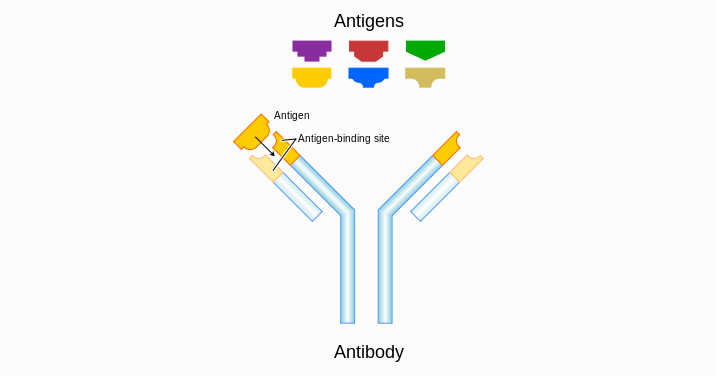 Antibodi : Pengertian, Fungsi, Struktur, Jenis | Markas Belajar