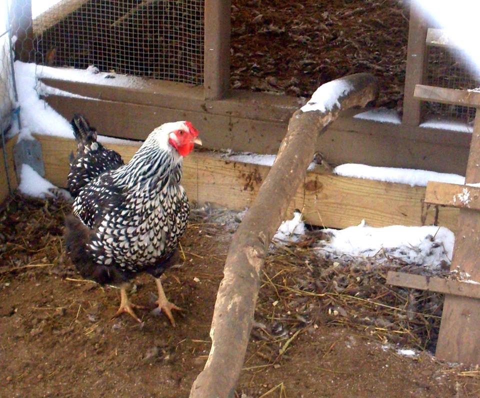 20 ColdHardy Chicken Breeds Fresh Eggs Daily® with Lisa Steele