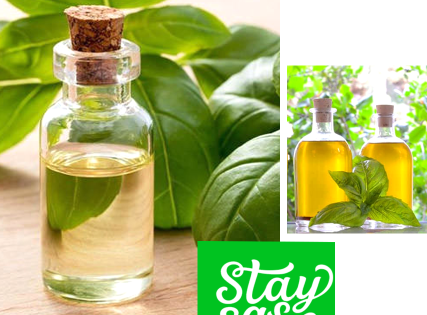 The Health Benefits of Basil Oil