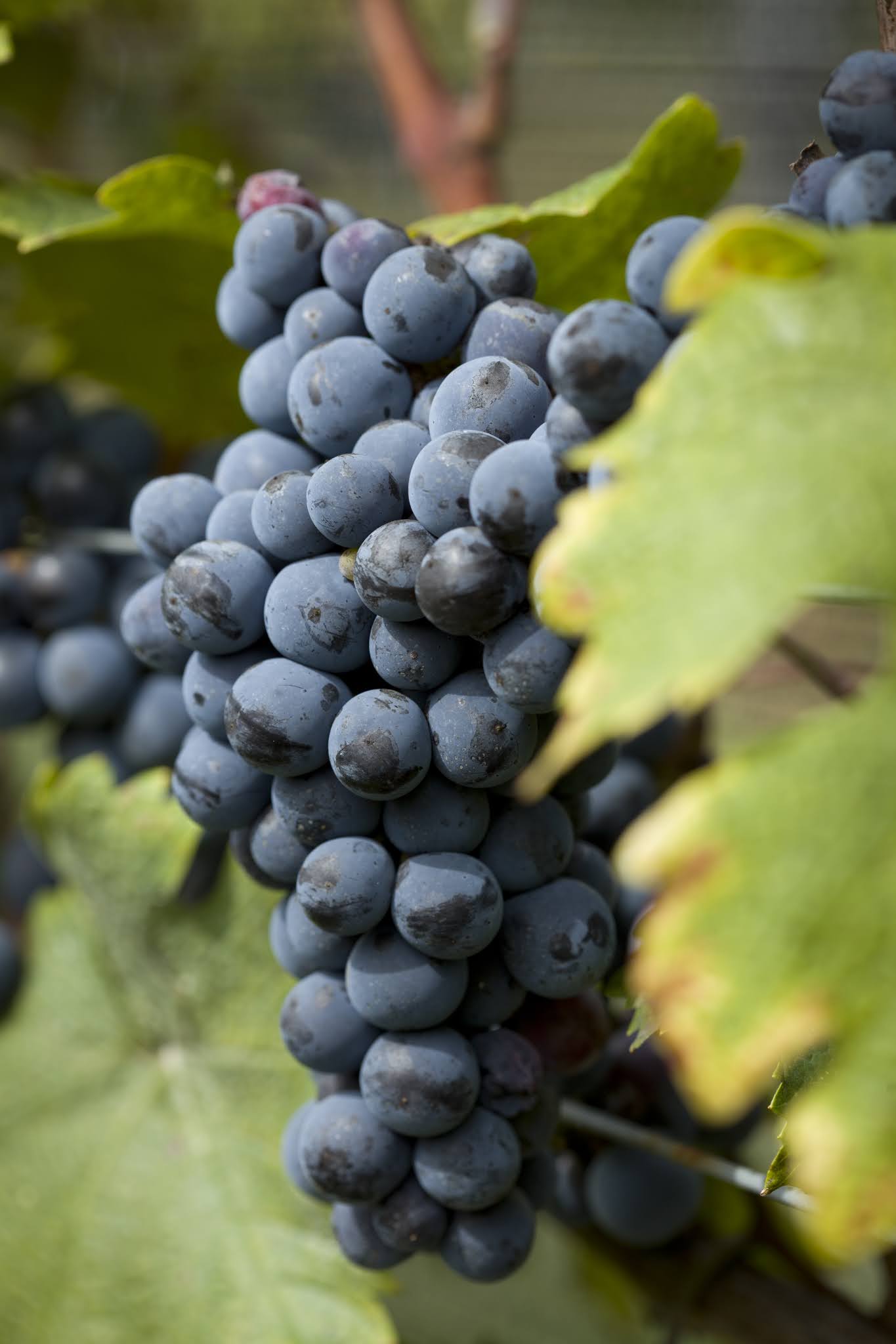 The Wine Write Making World Class Red Wine...In Virginia