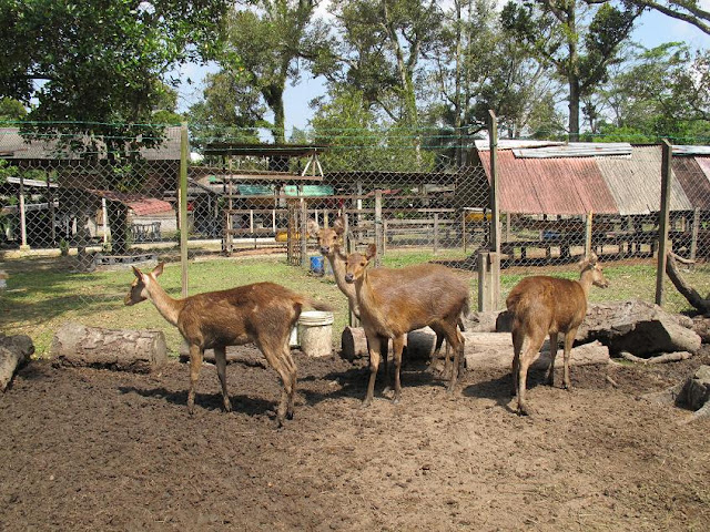 隐形的猫 2: Broga Rabbit Fun Land