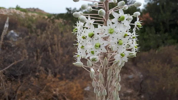 Wild flowers - known as maritime squill or the sea onion, it is alleged that this coastal plant was used by both Pythagoras and Dioscorides to protect themselves from evil spirits by hanging the bulbs and sprouted leaves outside their doors 
