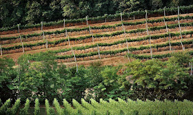 Vineyards near Coccaglio, which is on the edge of the  Franciacorta wine-making area, near Brescia