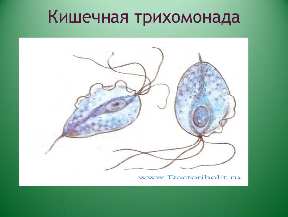 кишечная трихомонада. кишечная и урогенитальная трихомонада. трихомонады возбудители трихомоноза. трихомонада строение. влагалищная трихомонада.