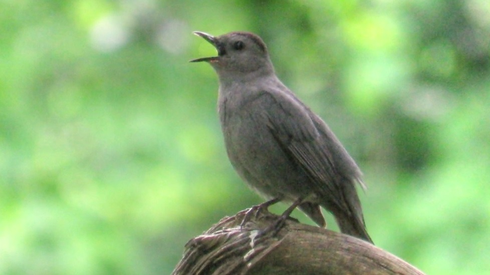 Backyard Birding....and Nature Gray Catbird Singing