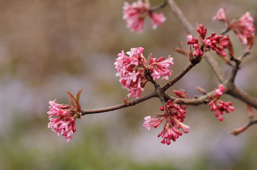 Viburnum Bodnantense Pink Dawn
