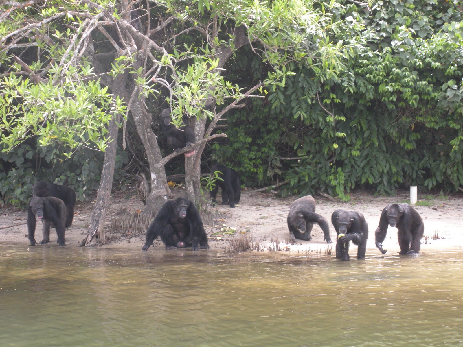 RMSO Bigfoot Mythical Primate "Officially" Discovered