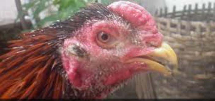 Cara Mengobati Kadas Kurap Korep Pada Ayam Sembuh Total Share Info Cara Mengobati Kadas Kurap Korep Pada Ayam Sembuh Total Share Info