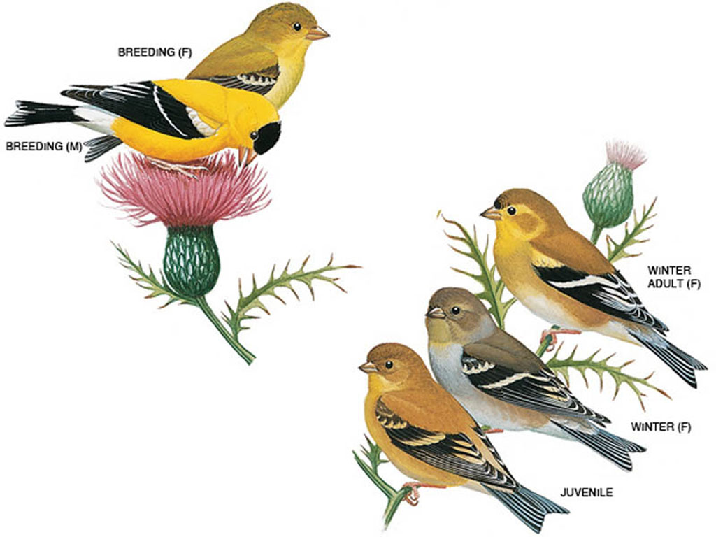 Bird In Everything: Birds Of The Northeast Identification